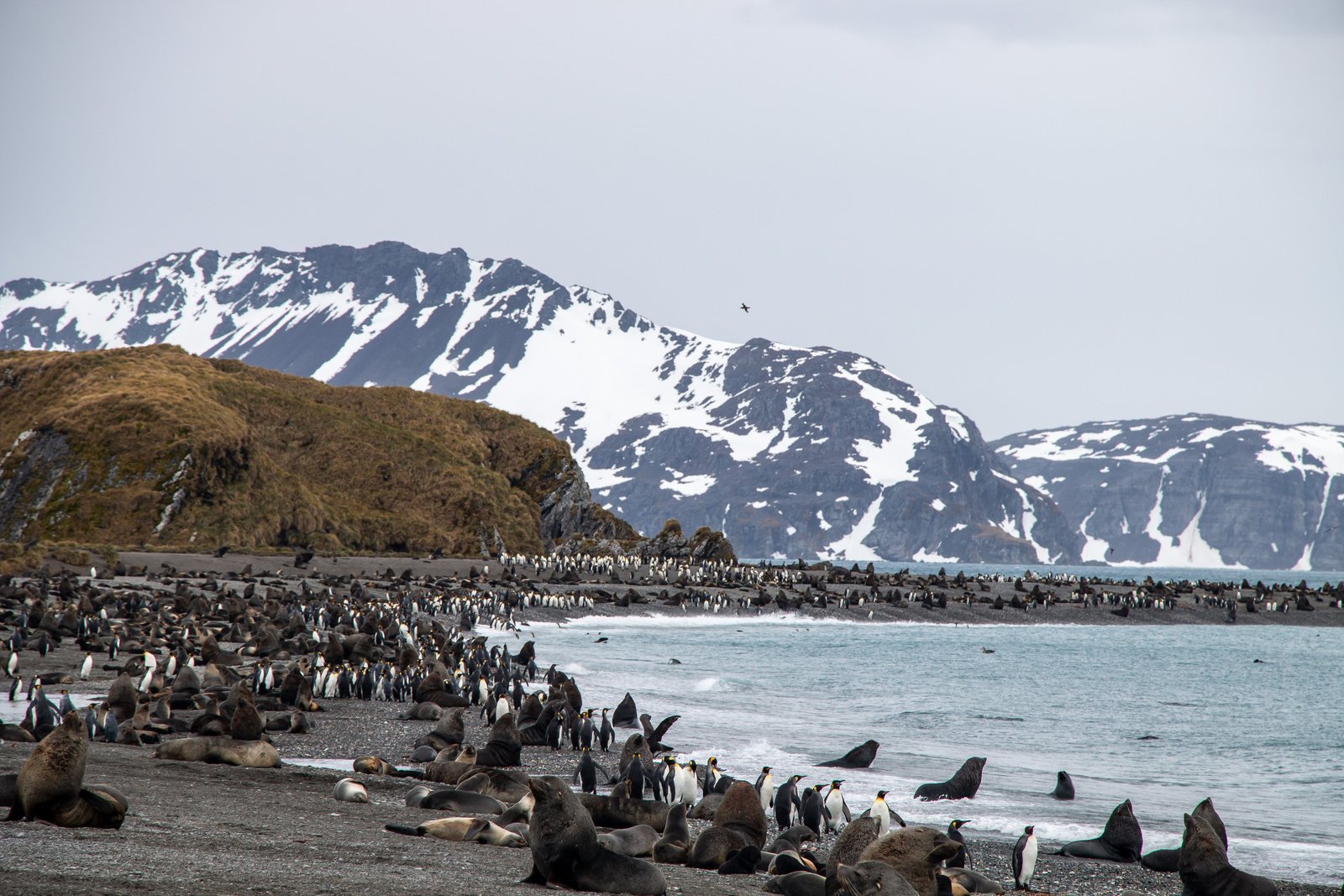 19D17N Antarctica Great Austral Loop & South Georgia