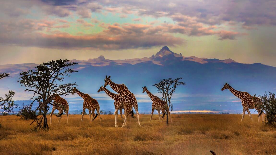 7D4N WILDSCAPE OF KENYA