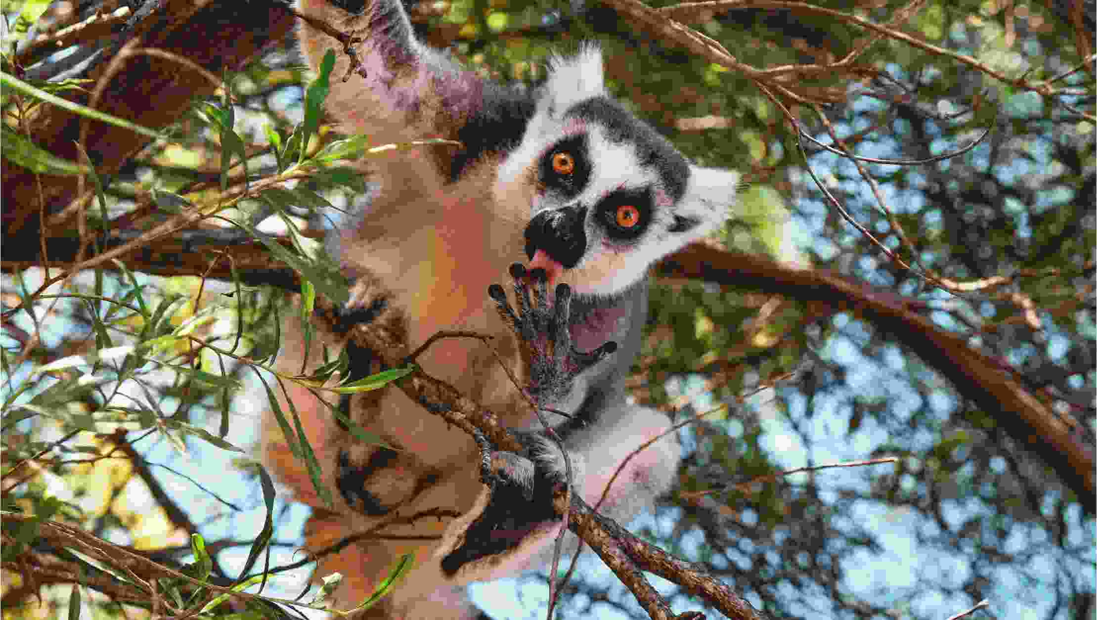 MADAGASCAR
