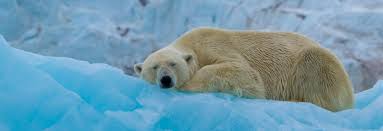 11D10N Cicumnavigation Spitsbergen – In the Realm of Polar Bears