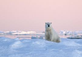 8D7N Arctic Svalbard/Spitsbergen Fjords & glaciers cruise package