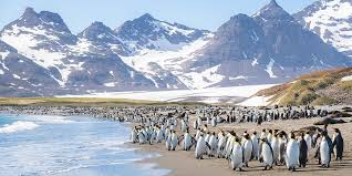 Ponant : 19D17N Antarctica Great Austral Loop & South Georgia cruise package