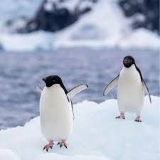12D11N Emblematic Antarctica cruise package