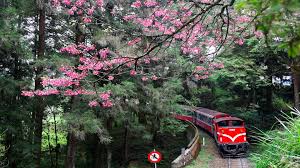 6D5N KAOHSIUNG/ TAINAN/ CHIAYI + STAY 01 NIGHT ALISHAN (ALISHAN FOREST RAILWAY AND SUNRISE) Tour Package