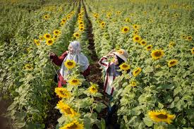 5D4N BANGKOK / AYUTTHAYA / KHAO YAI（SUNFLOWER SEASON）