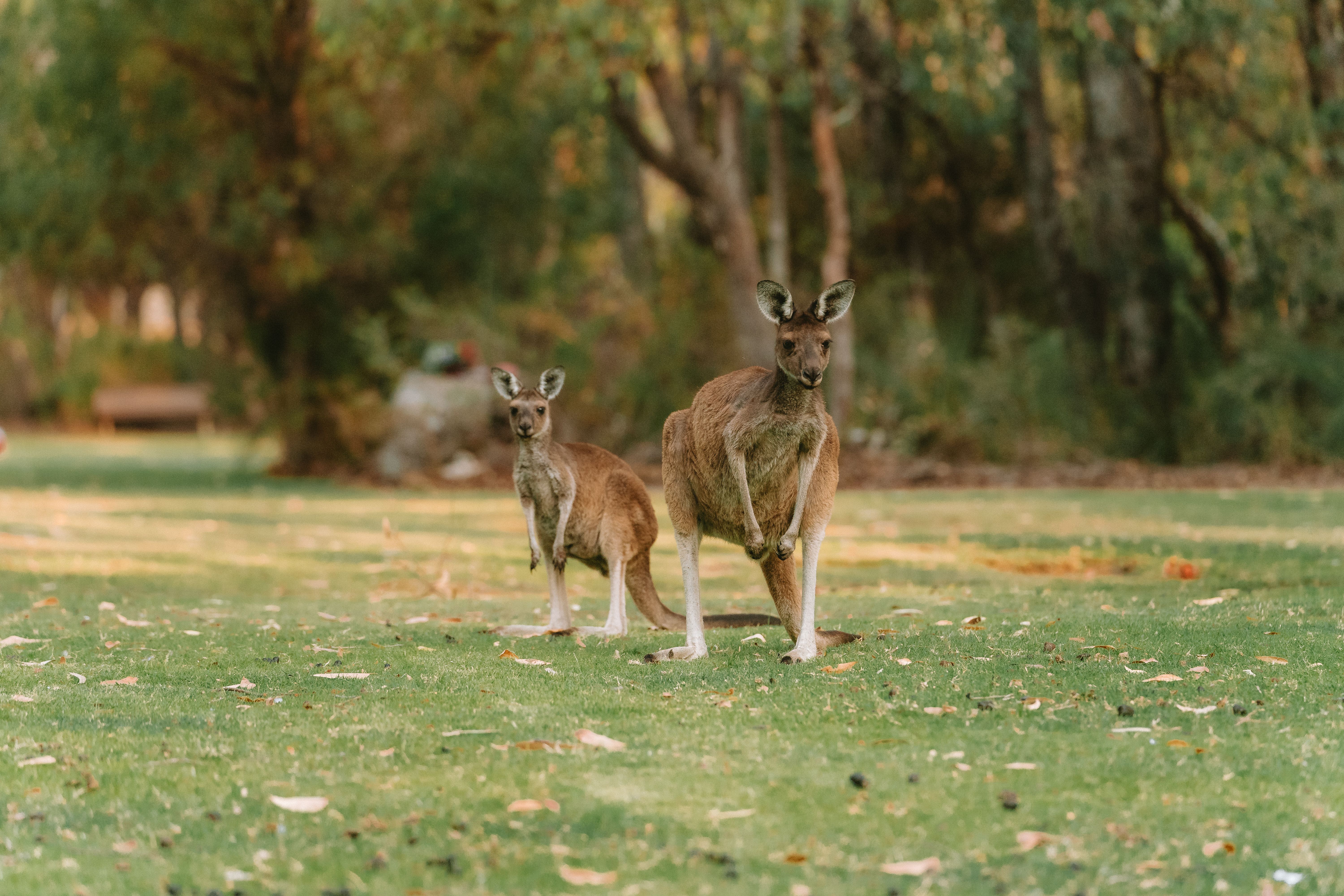 12D11N Australia: Melbourne, Adelaide & Kangaroo Island from Sydney, Australia