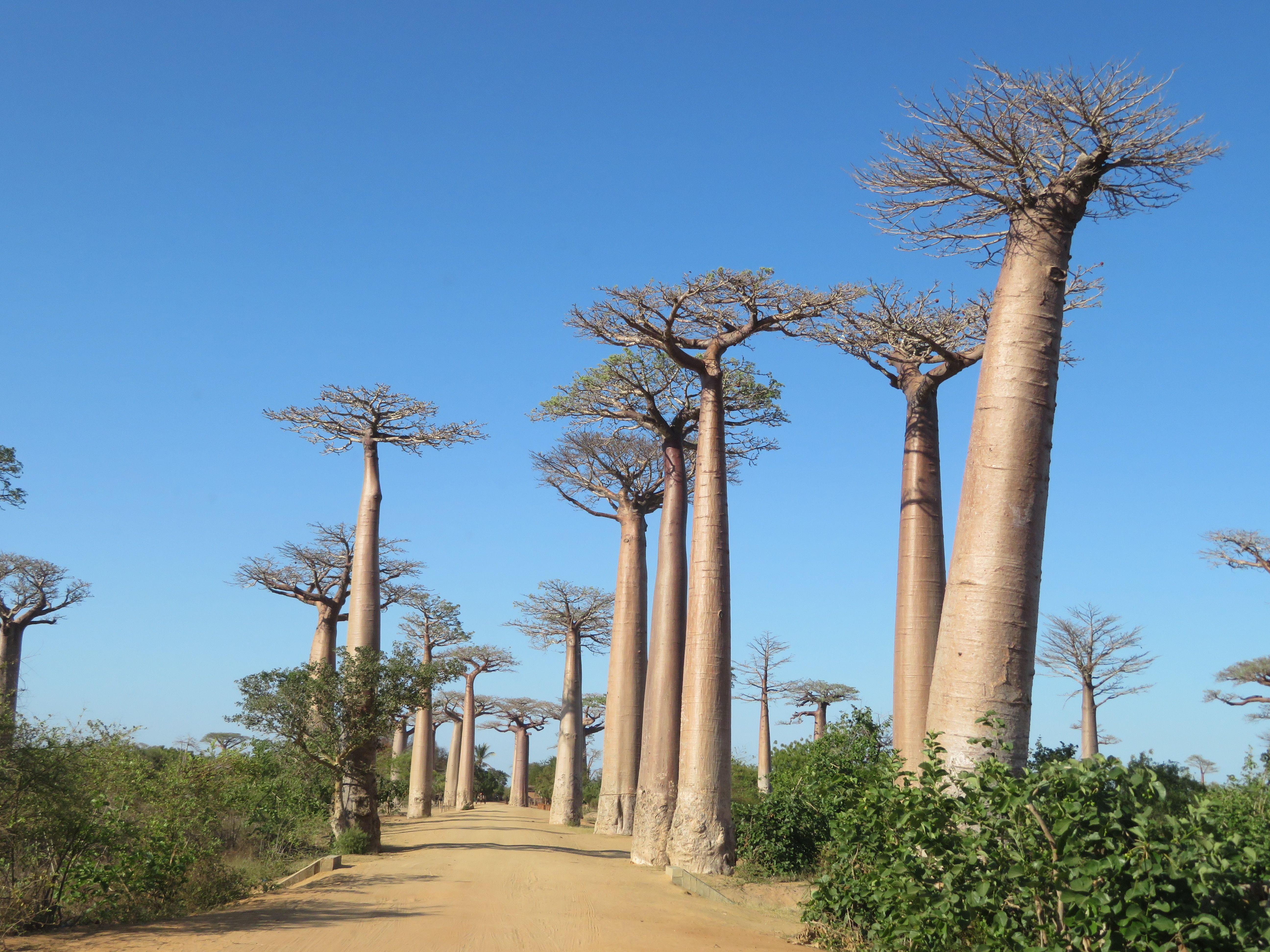 12D9N EXPERIENCE MADAGASCAR