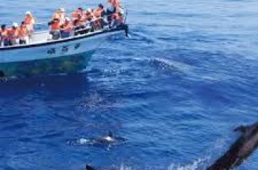 7D6N CHILL IN HUALIEN & TAIPEI · WHALE & DOLPHIN