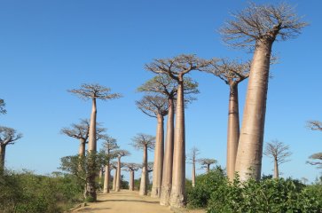12D9N EXPERIENCE MADAGASCAR