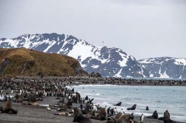19D17N Antarctica Great Austral Loop & South Georgia