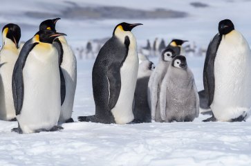 14D13N SINGAPORE Emperor Penguins of The Weddell Sea SINGAPORE (QUANTUM OF THE SEAS)