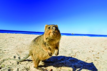 8D5N Western Australia Highlight Tour Perth / Swan Valley / Rottnest Island / Mandurah / Fremantle / Lancelin & Pinnacles