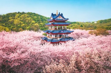 7D5N JIANGNAN SPRINGTIME FLOWER TOUR – HANGZHOU/WUXI/SHANGHAI