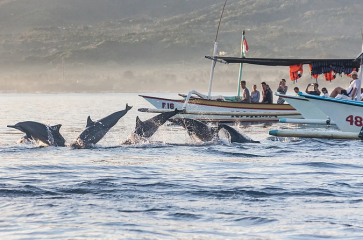 5D4N Bali + Lovina (Dolphin)
