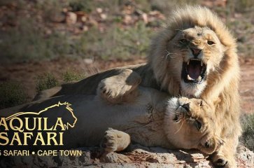 8D5N South Africa Gateway (Cape Town, Franschhoek And Stellenbosch, Cape Peninsula, Aquila Private Game Reserve)